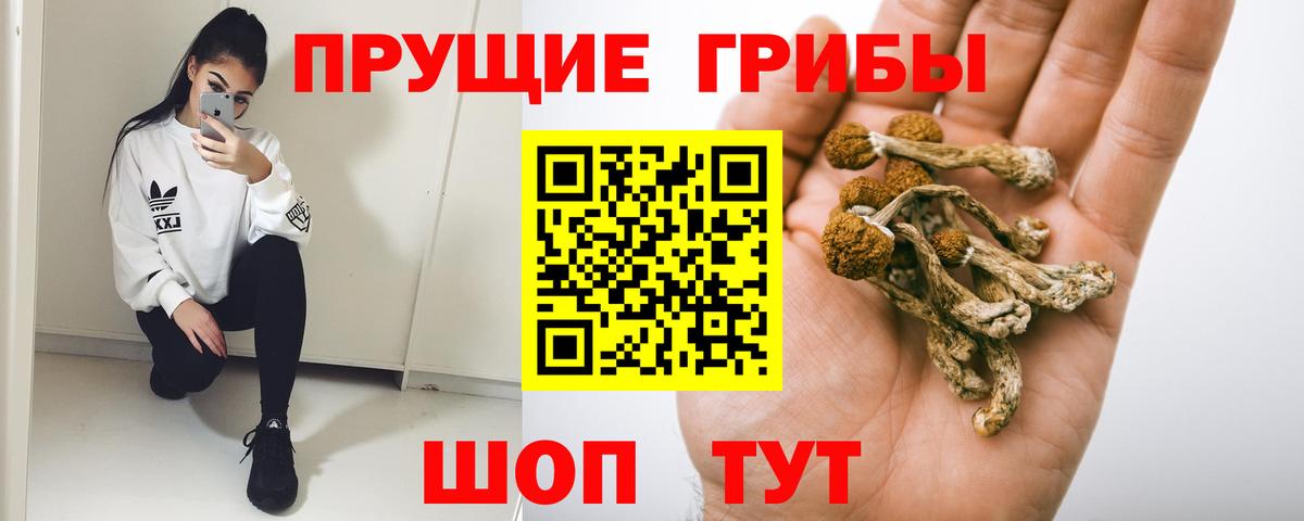 Лесной  Псилоцибиновые грибы Psilocybine cubensis  Галлюциногенные грибы мицелий  Вход с VPN 